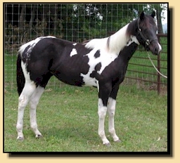 Double Homozygous Black Tobiano Stallion